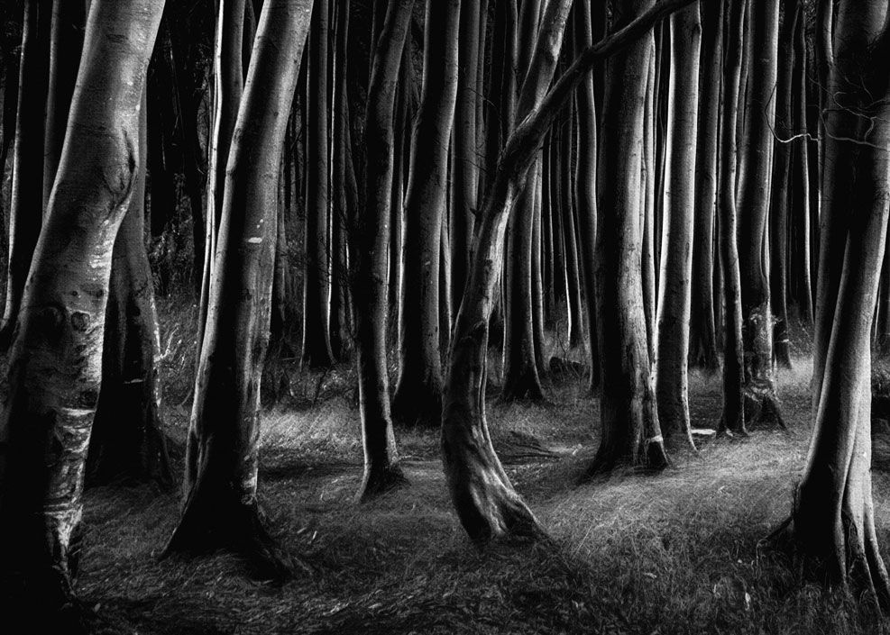 Schwarz weiß Fotografien vom Märchenwald auf der Insel Rügen im Herbst