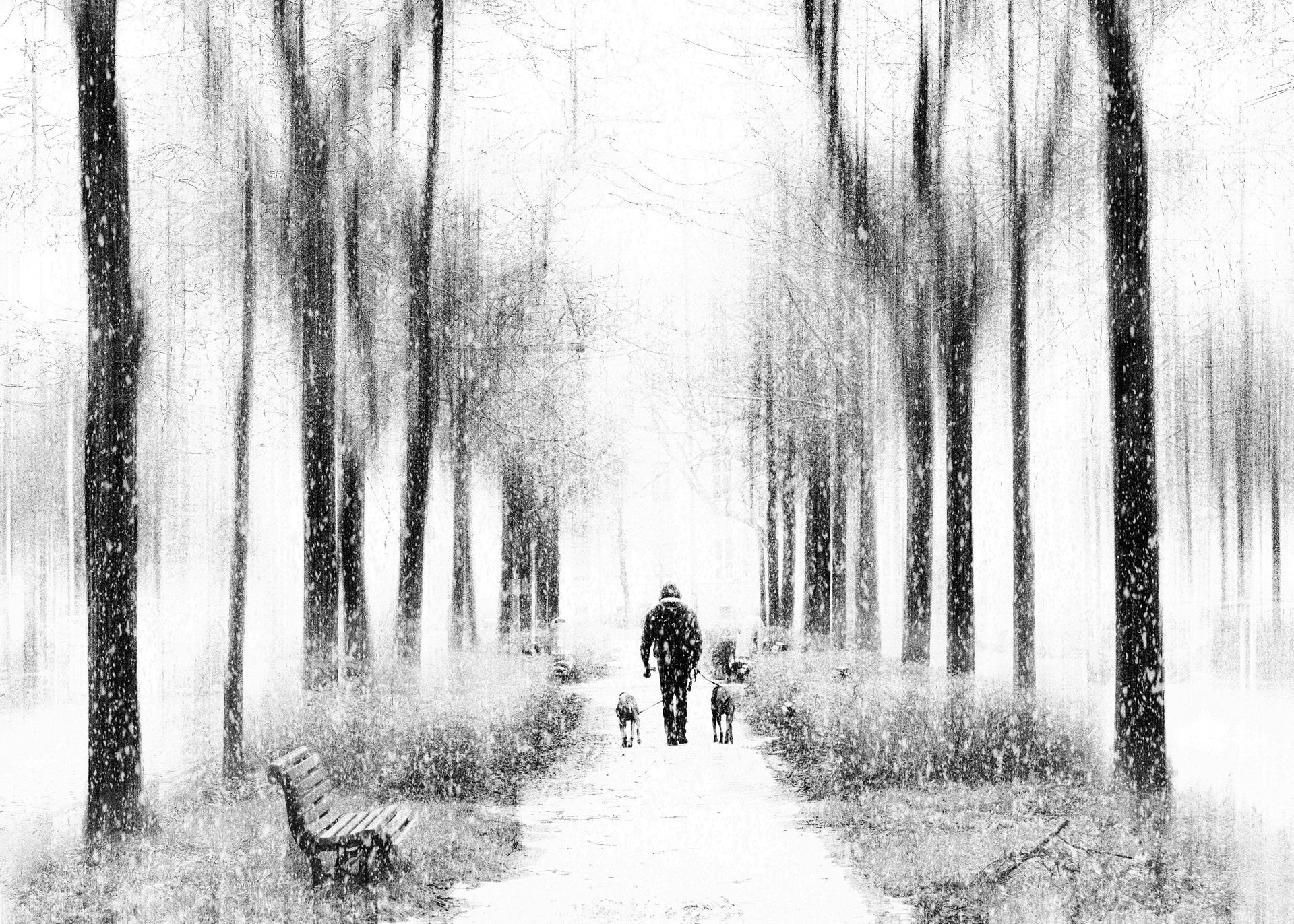 Ein Mann geht mit seinen Hunden in der Mitte einer Allee in Berlin Prenzlauer Berg. Es ist Winter und es schneit. Abstrakte Street Photography aus Berlin in schwarz weiß.