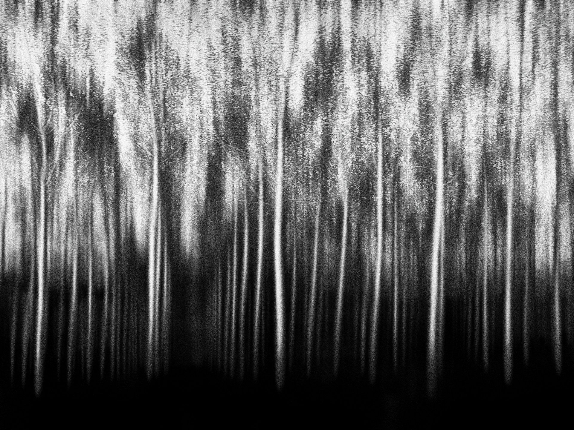 Ein Waldstück mit jungen Pappel Bäumen. Abstrakte Naturfotografie in schwarz und weiß.