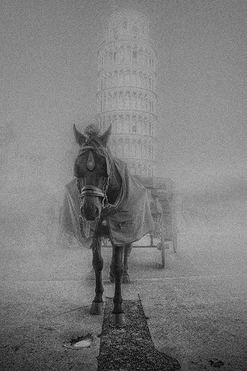Schwarz weiß Fotografie eines Kutschpferdes mit wärmender Decke vor dem schiefen Turm in Pisa an einem nebligen Tag