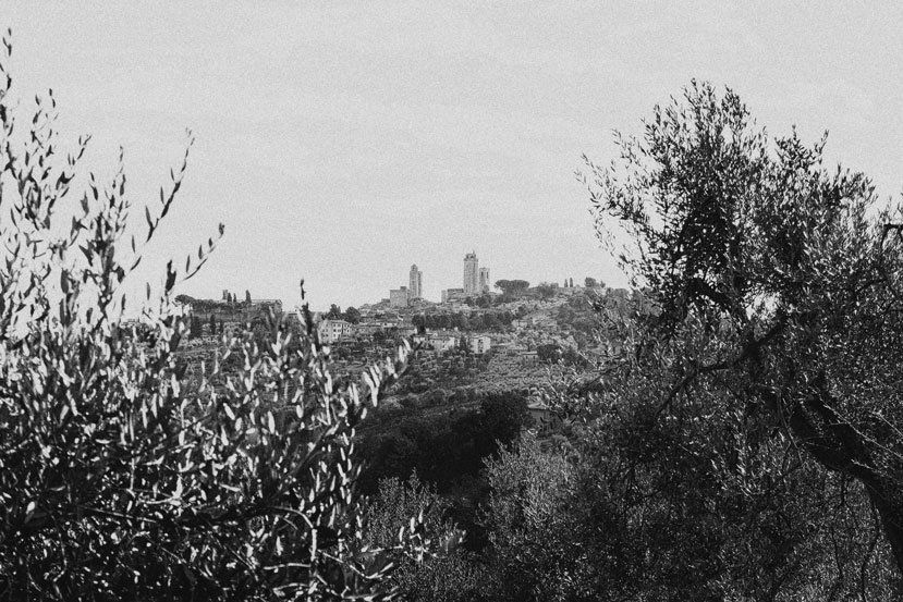 Schwarz weiß Fotografie von San Gimignano. Blick zwischen zwei Olivenbäumen auf die Altstad.