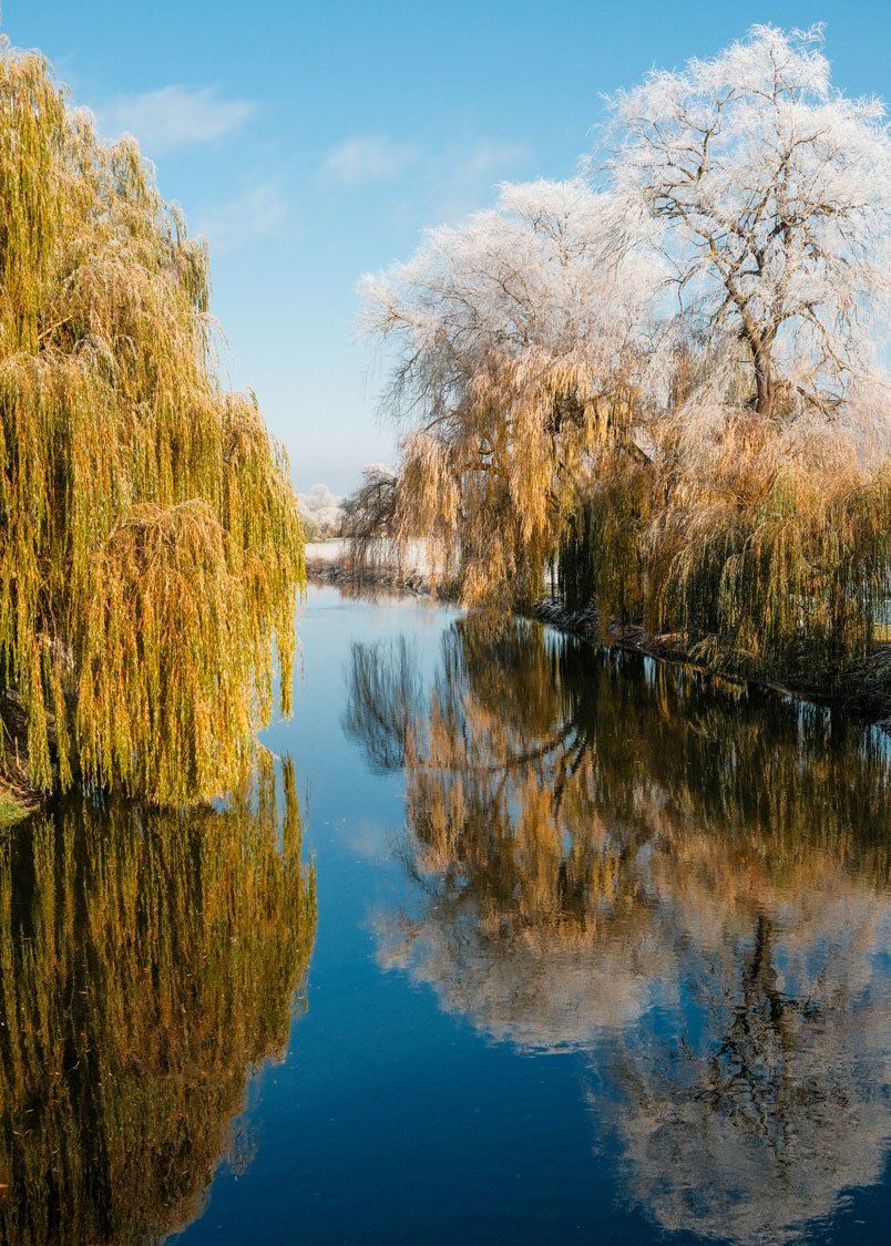 Blick auf den Fluß Unstrut an einem sonnigen Wintertag. Schnee bedeckt den Boden. Eine Trauerweide ragt weit über das Ufer. Die vereisten Baumkronen spiegeln sich im Wasser des Flusses. Landschaftsfotografie aus Thüringen in Farbe