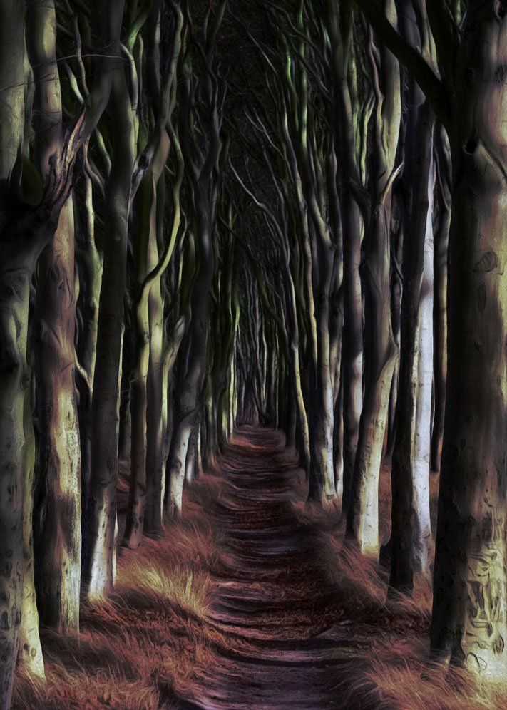 Fotografie eines schmalen Weges durch den Zauberwald auf der Insel Rügen im Herbst