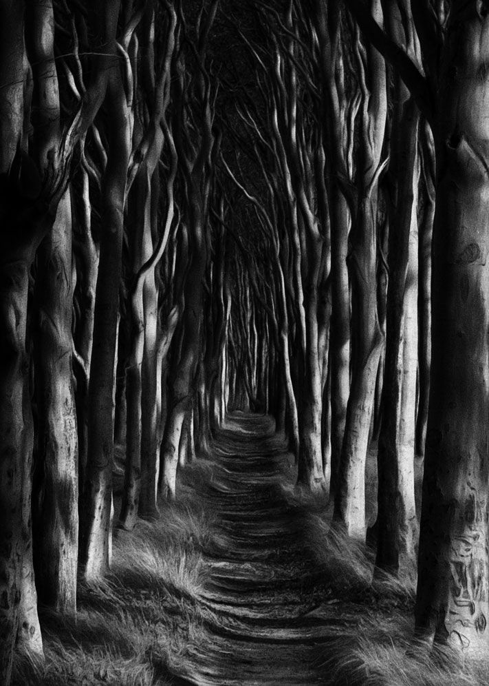 Schwarz weiß fotografie Märchenwald Insel Rügen