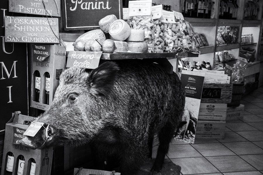 Schwarz weiß Fotografie ausgestopftes Wildschein als Dekoration eines Delikatessen Ladens in San Gimignano Toskana