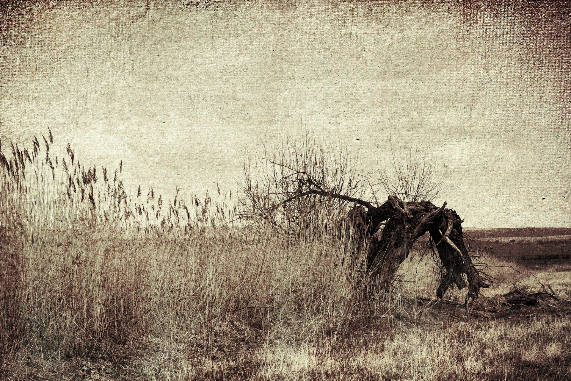 Ein alter Weidenbaum steht in hinter Schilfrohr. Fine art Landschaftsfotografie aus dem Naturpark Kyffhäuser