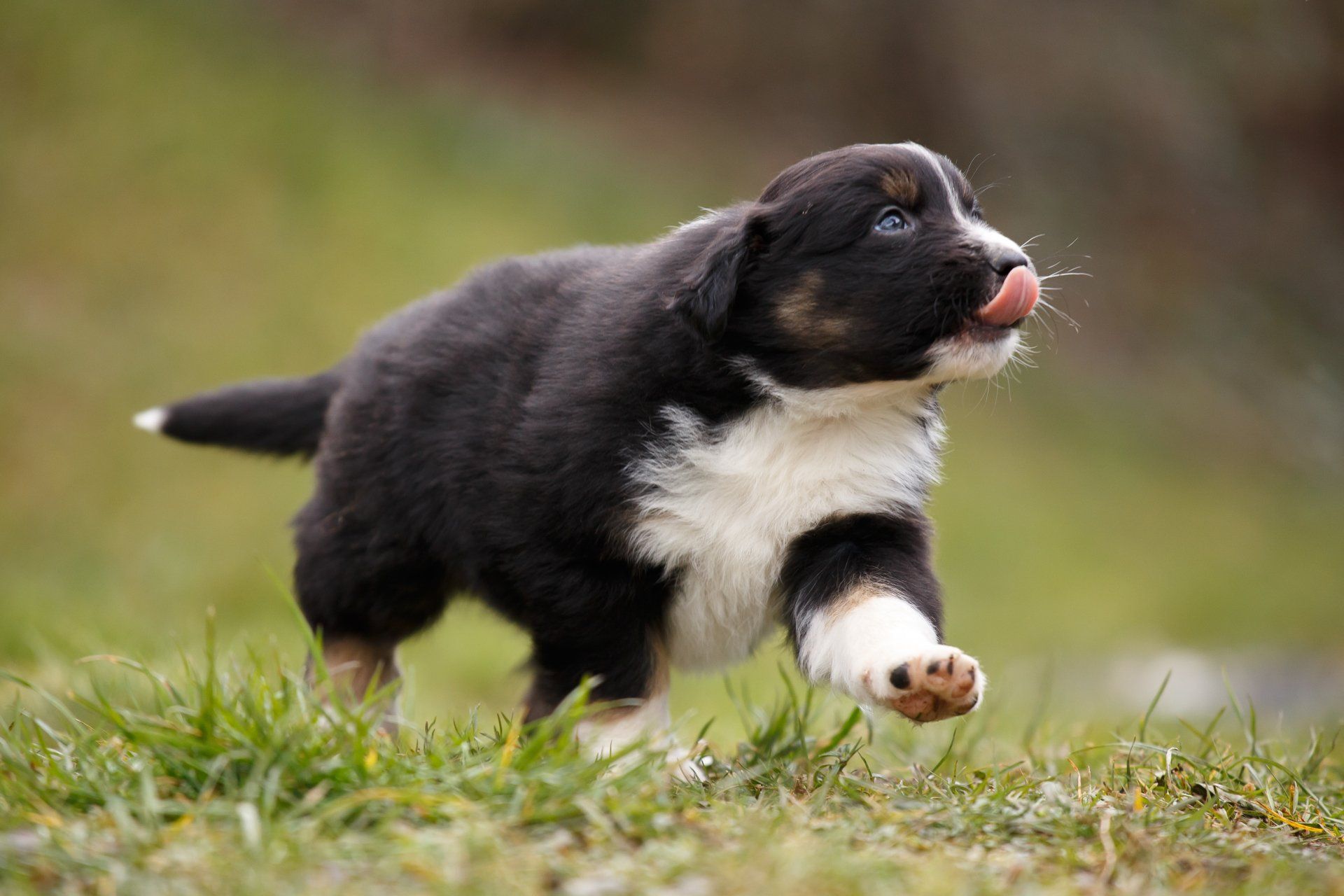 Aussie Welpen Bayern