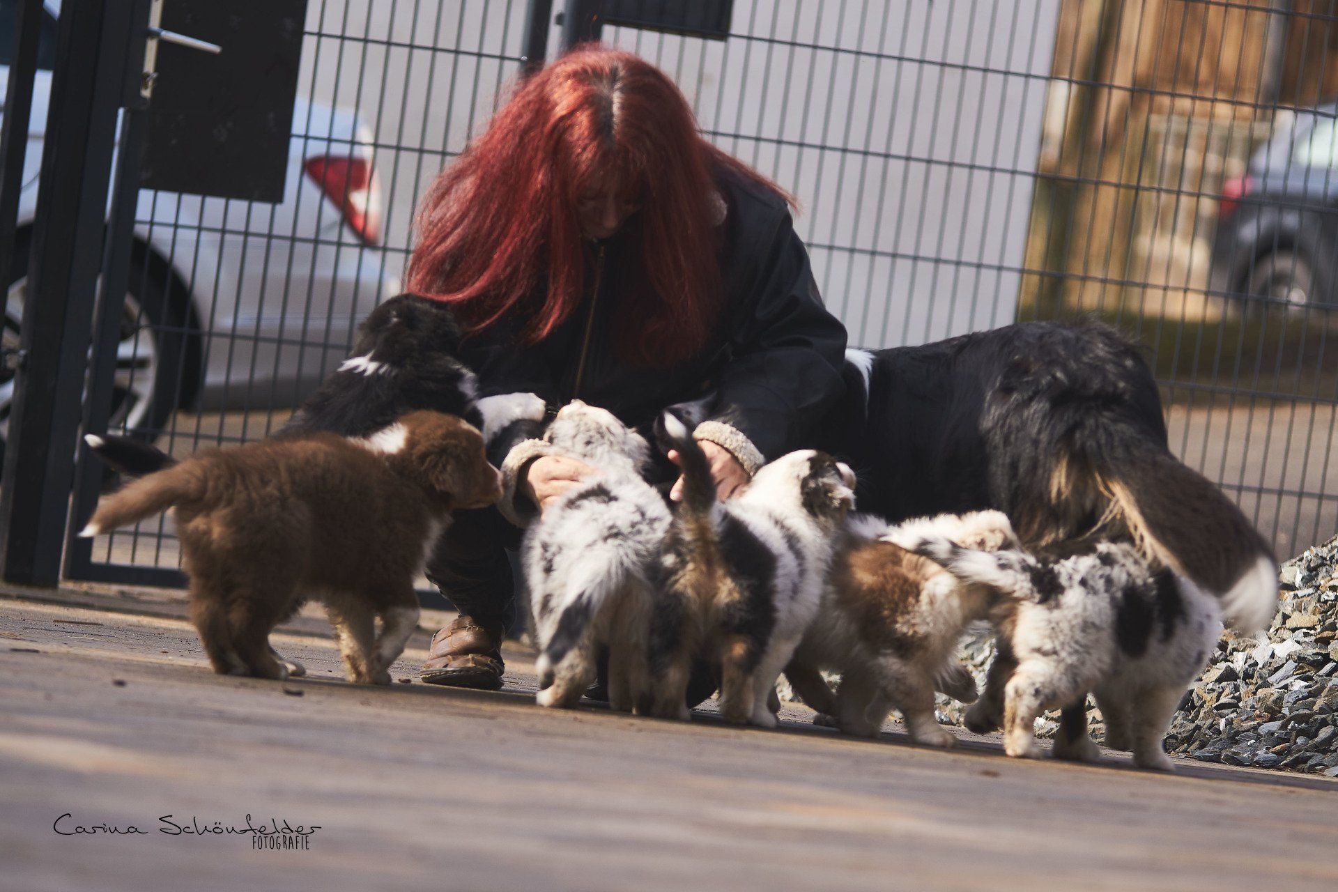 Anita Domeyer Australian Shepherds
