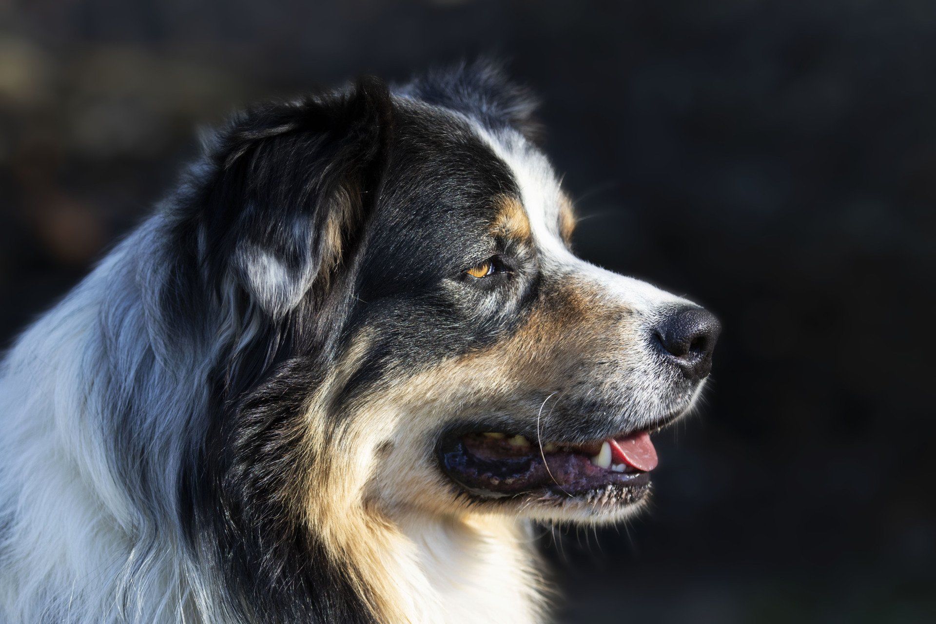 Australian Shepherd Deckrüde