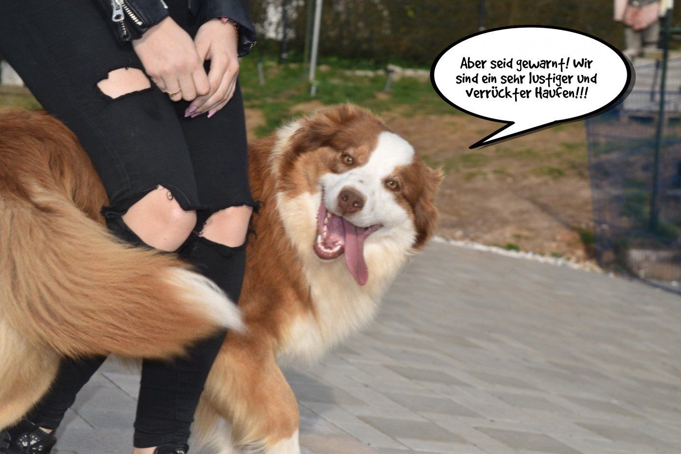 Australian Shepherds Züchter