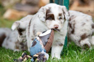 Australian Shepherd kaufen