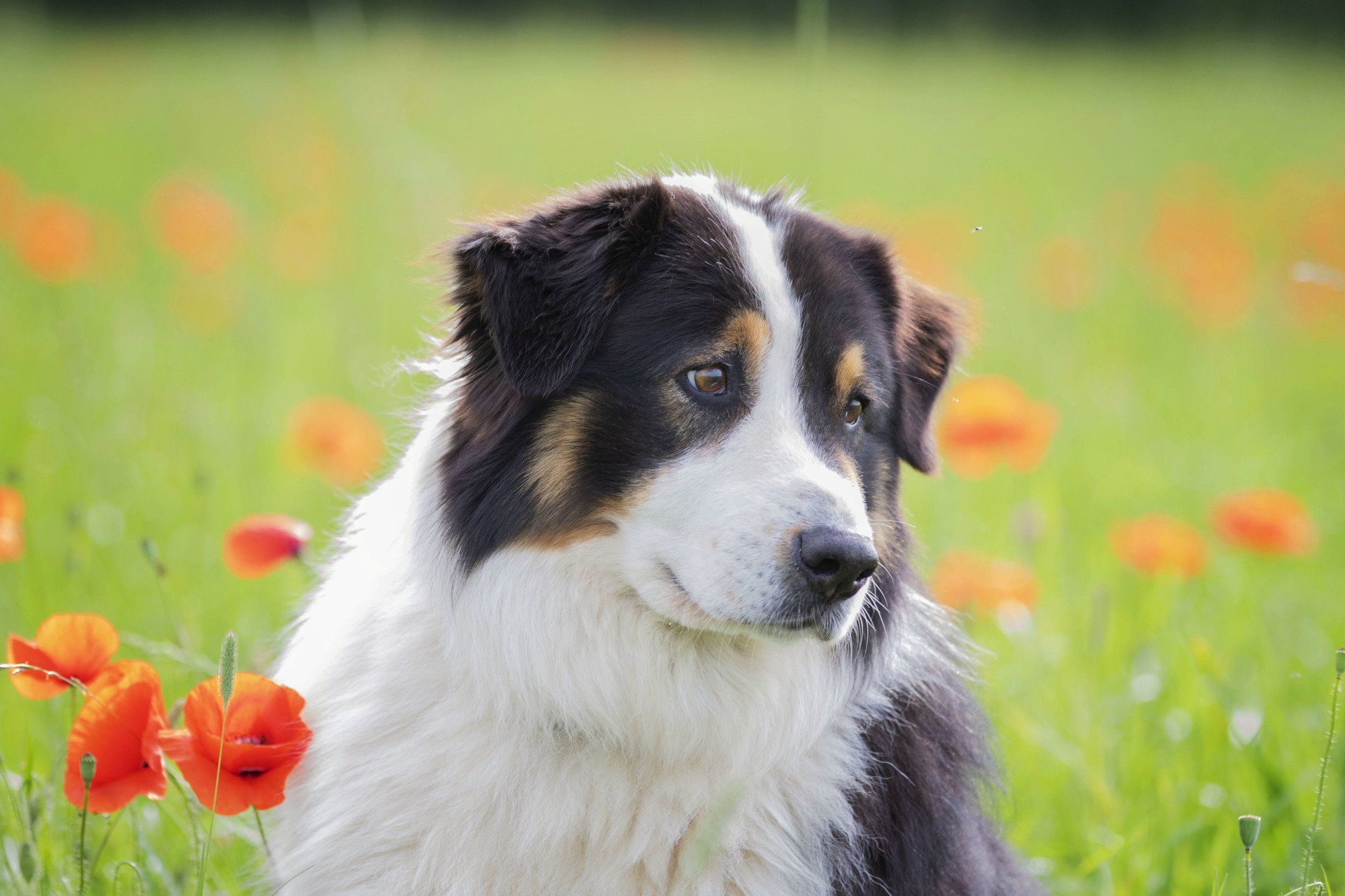 Australian Shepherd Haltung