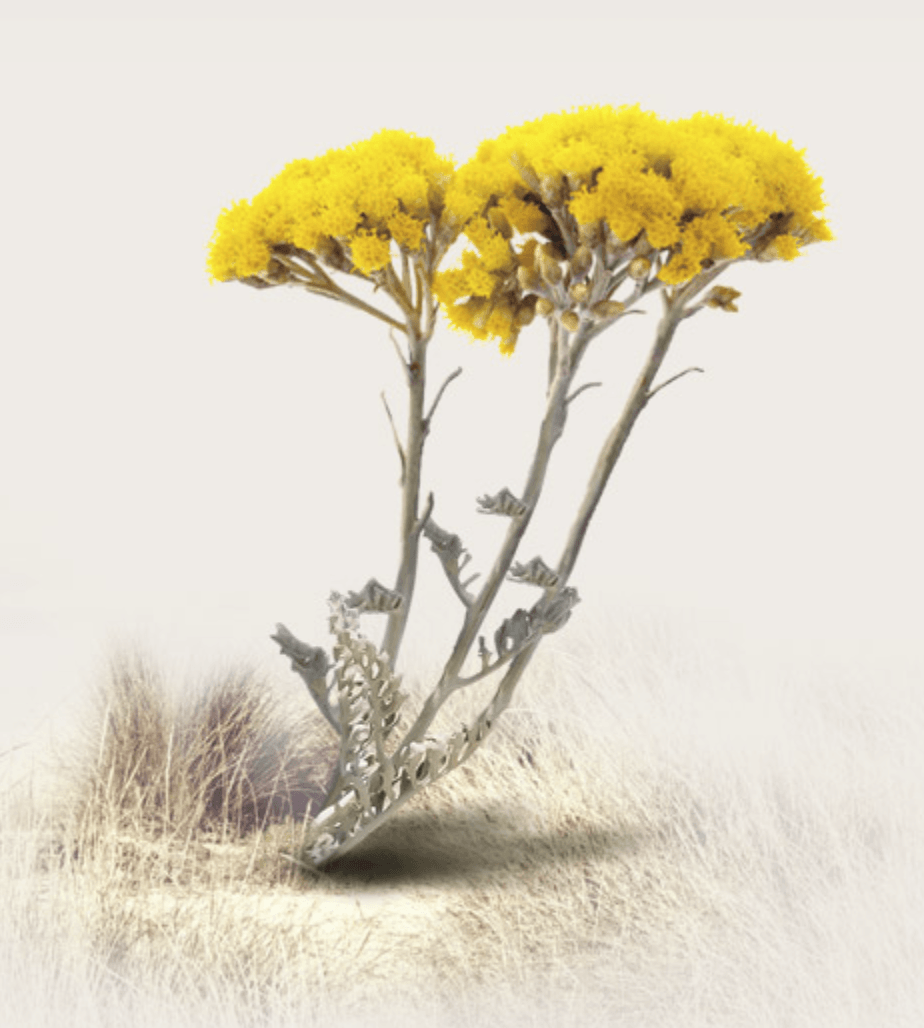 immortelle flowers, everlasting flowers, gin botanical, organic gin, melifera gin, french gin