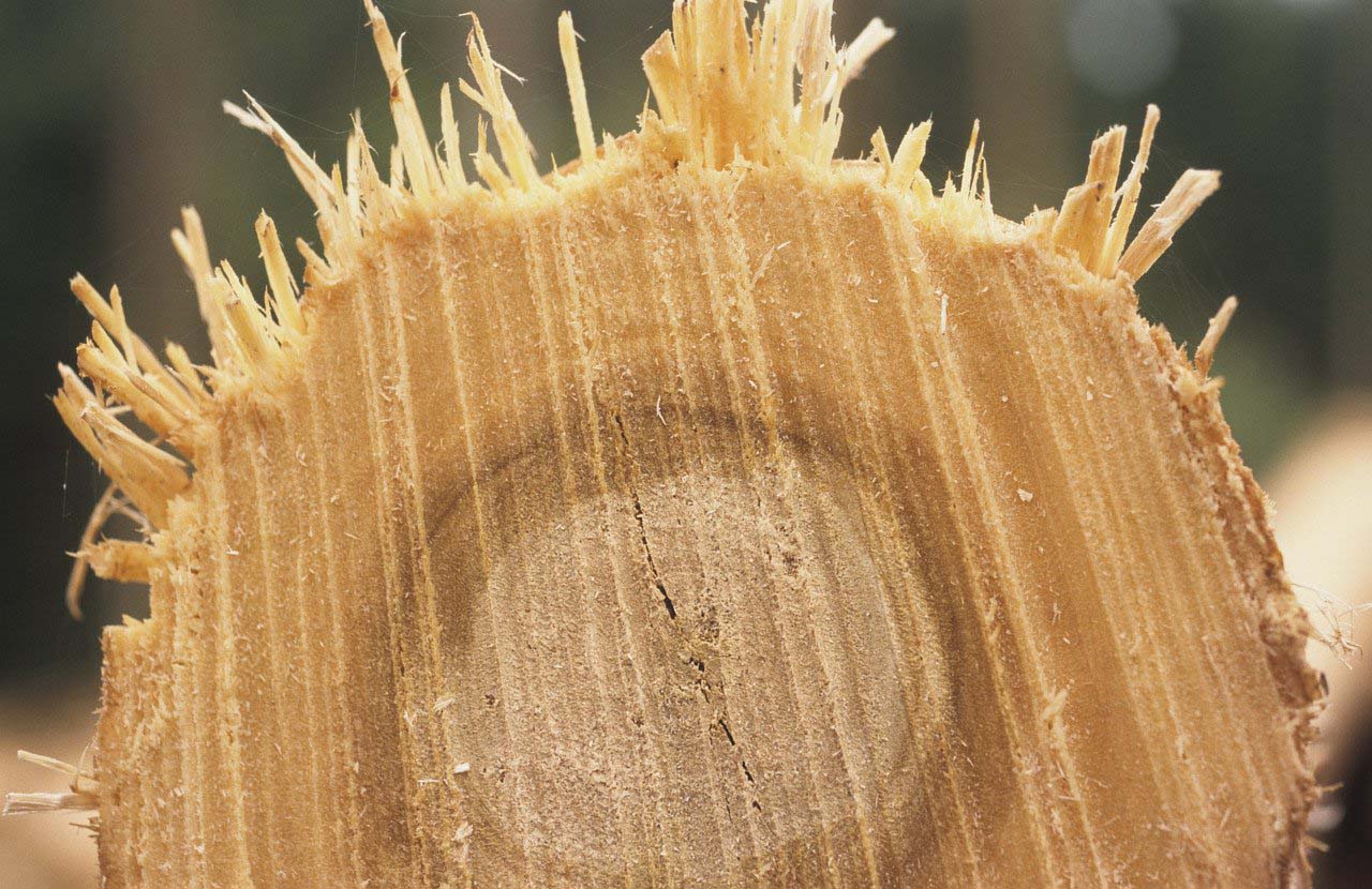 Neteja de parcel·les tala d'arbres de Tancaments Vadía Neteja de parcel·les tala d'arbres de Tancaments Vadía