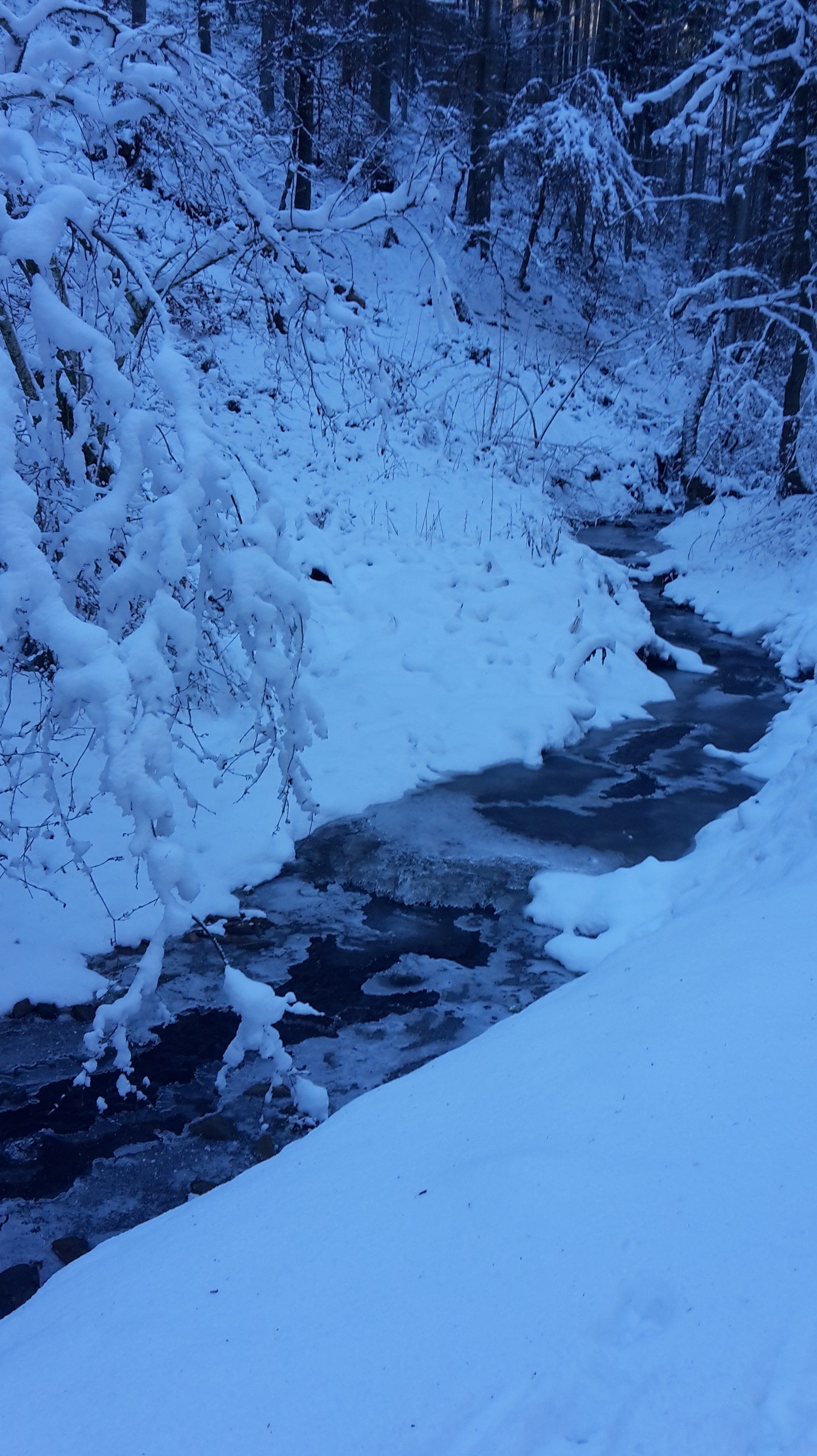 Schnee; Märchenwald; Eifel; Vulkaneifel; Ferienhaus; Urlaub mit Hund