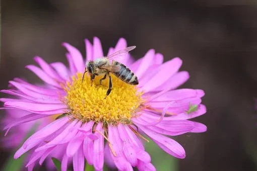 abeille sur fleur