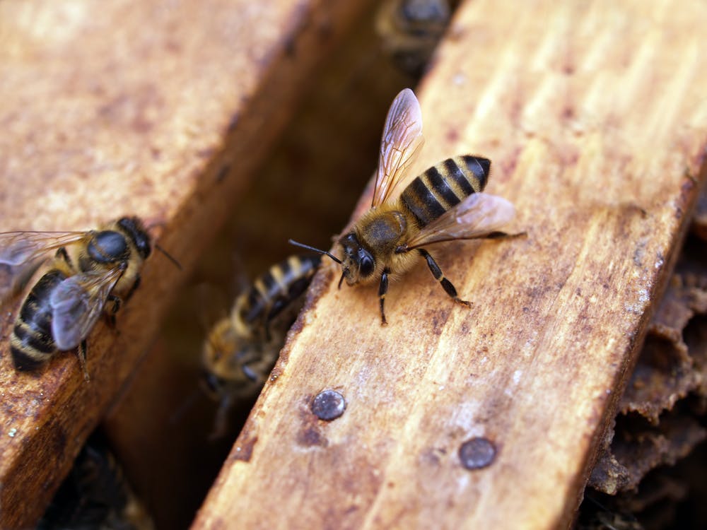 abeilles sur cadres de ruche
