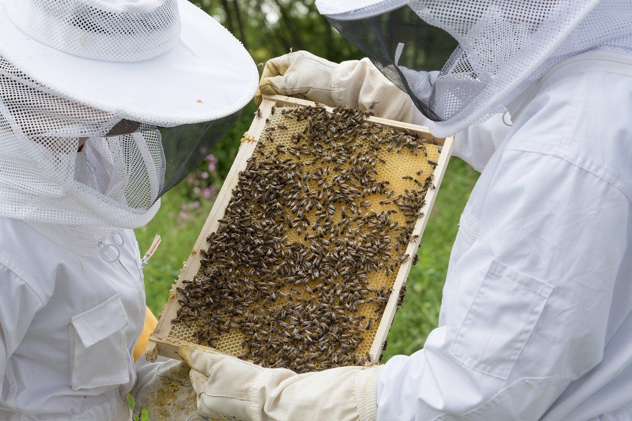Je débute en apiculture