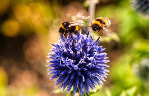 bourdon sur fleur