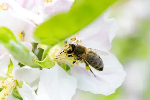 abeilles sur fleur de pommier