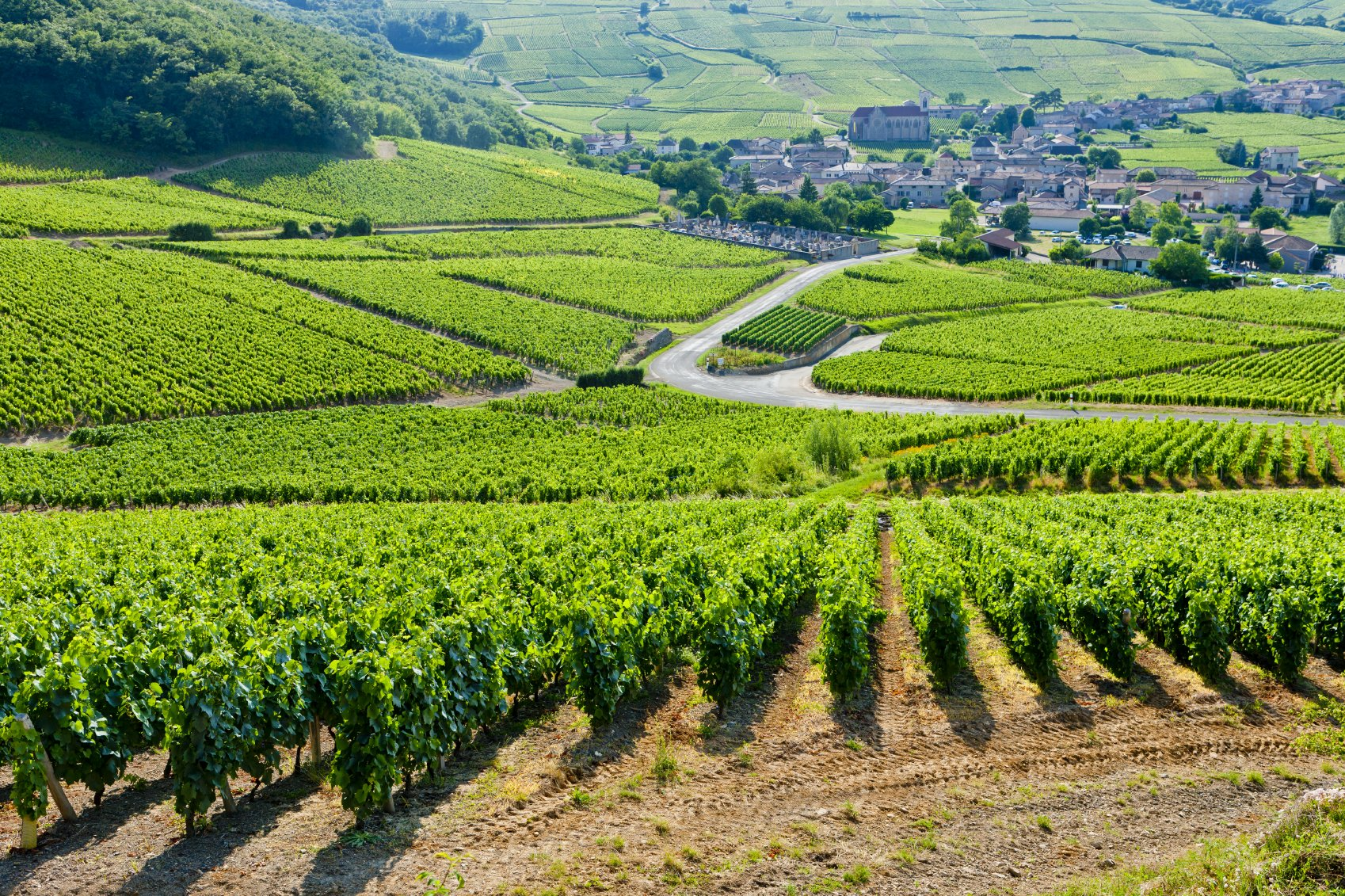 Weinberge in Groß-Umstadt