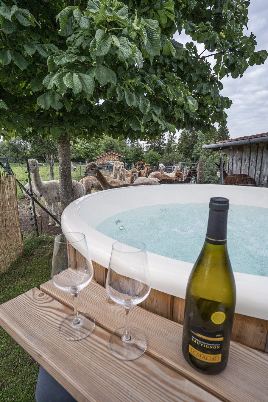 Whirlpool mit Alpakas im Hintergrund