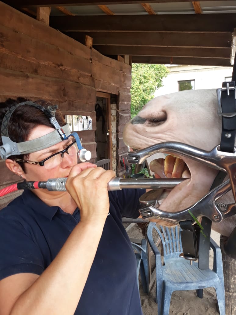Zahnbehandung bei einem Pferd
