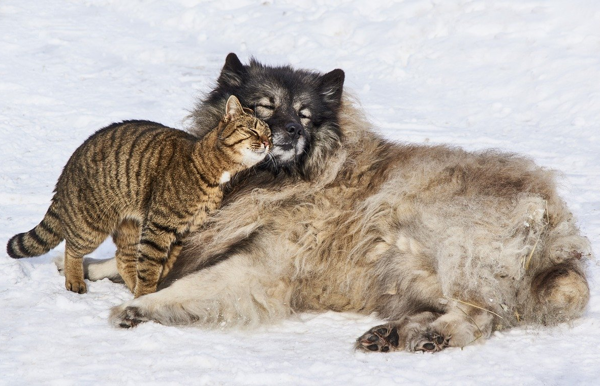© Ingo Jakubke / Pixabay / Hund und Katze schmusen im Schnee Heizkosten sparen Achtung bei Hunde und Katzen