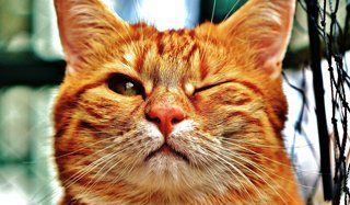 Bild: Zwinkerkatze Social Media Stars, Petfluencer