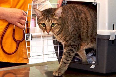 Bild: Katze inTransportbox Katze aus Transportbox kommend