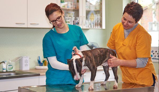 Untersuchung eines Hundes