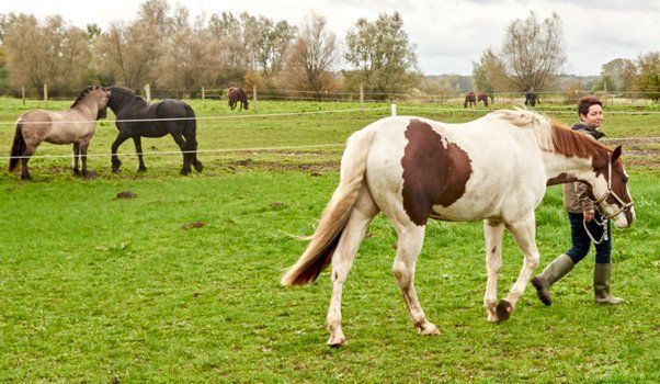 Tierarztbehandlung auf der Pferdekoppel