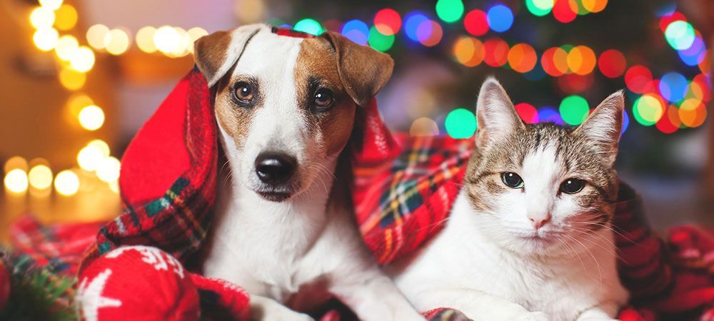 Bild: Kaninchen gefährliche Pflanzen für Haustiere