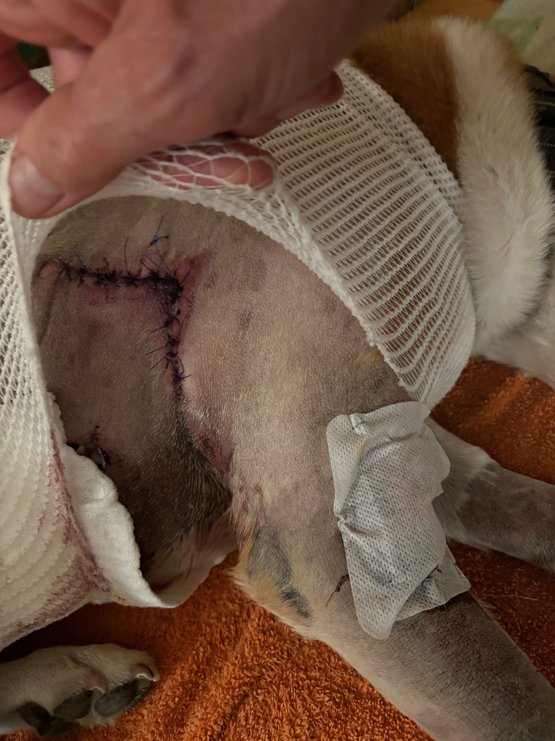 stitches, bruising and puncture wound (on leg).