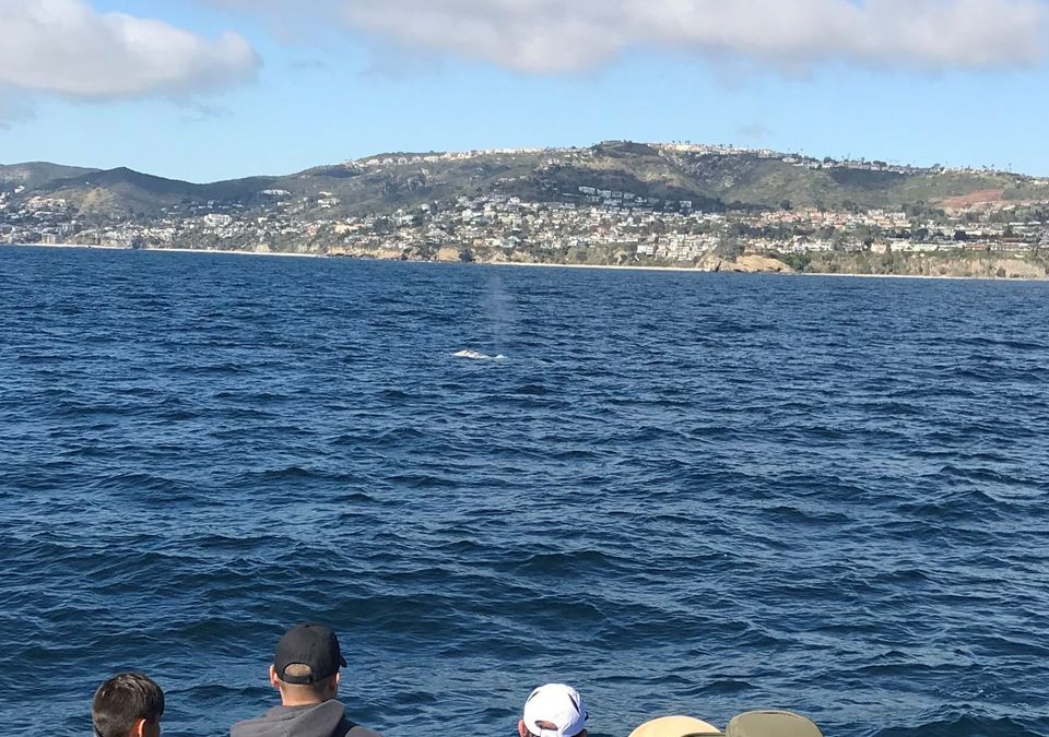 Whale spout