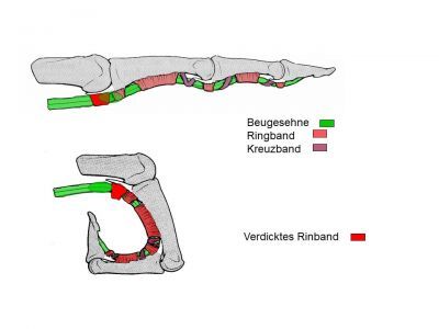 ÖGH Digitus Saltans
