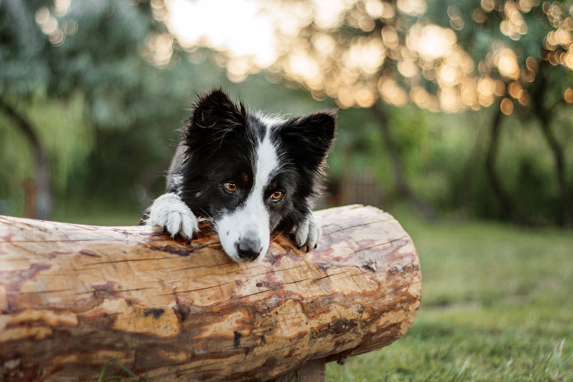 heller Hund wird gestreichelt