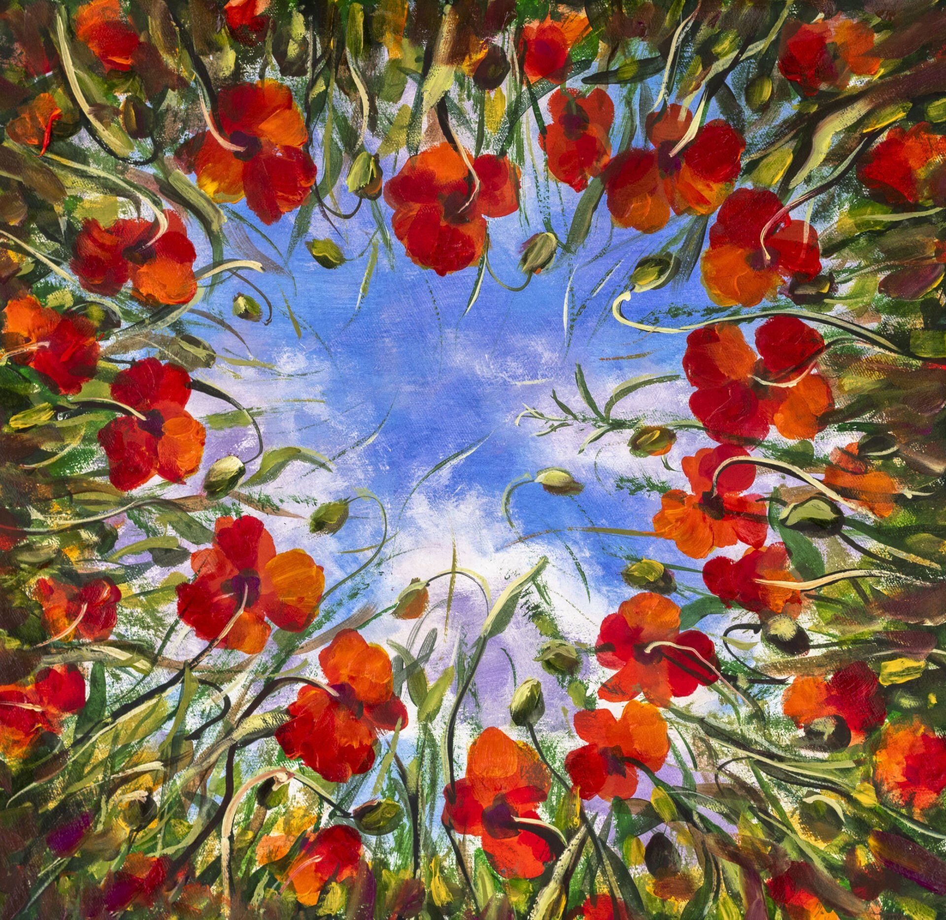 Looking up at the sky through a heart shaped ring of growing poppies