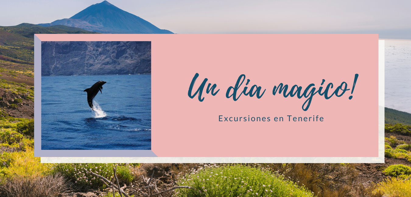 Teide y Delfines,un día mágico!