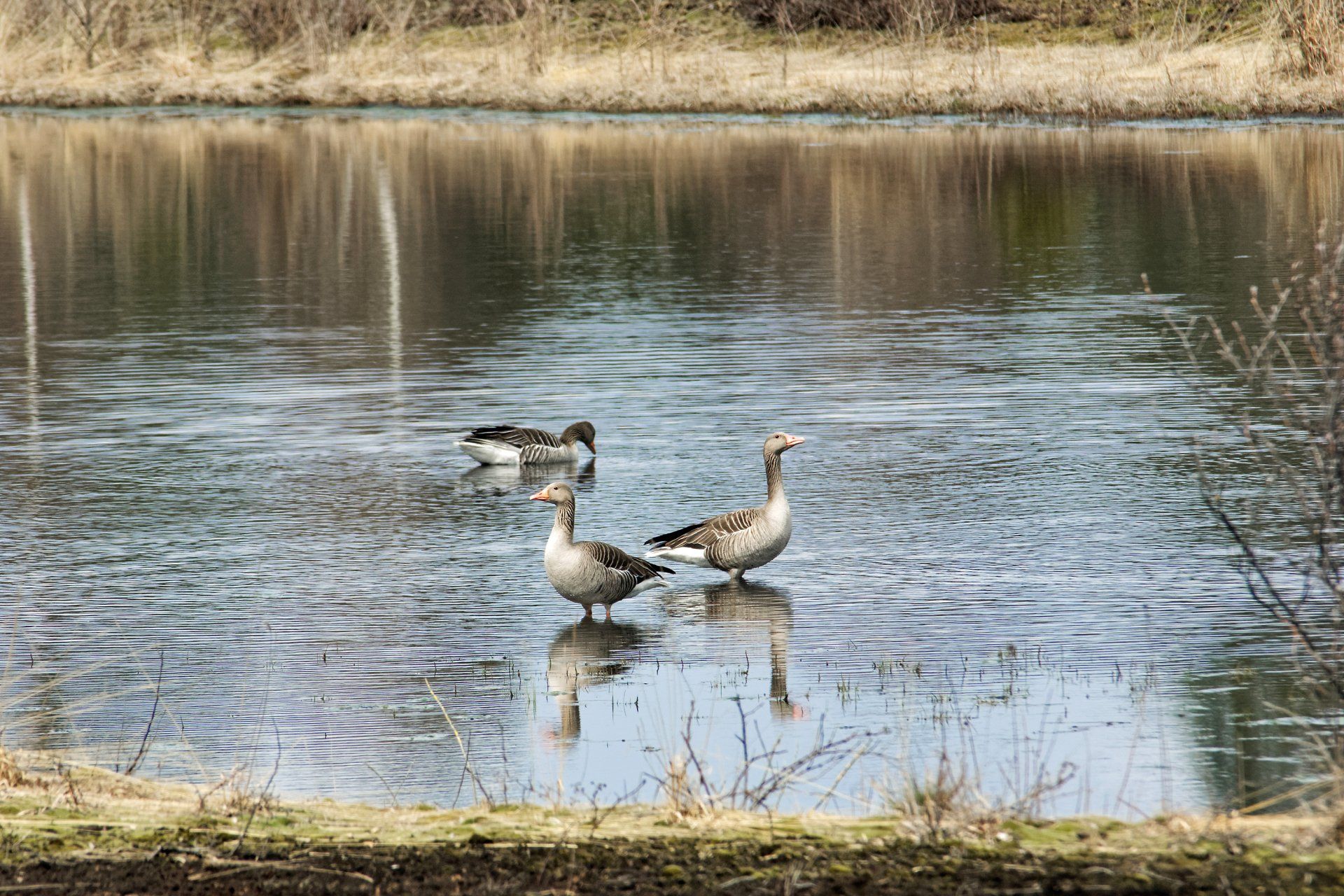 Wildgänse im Ainringer Moos