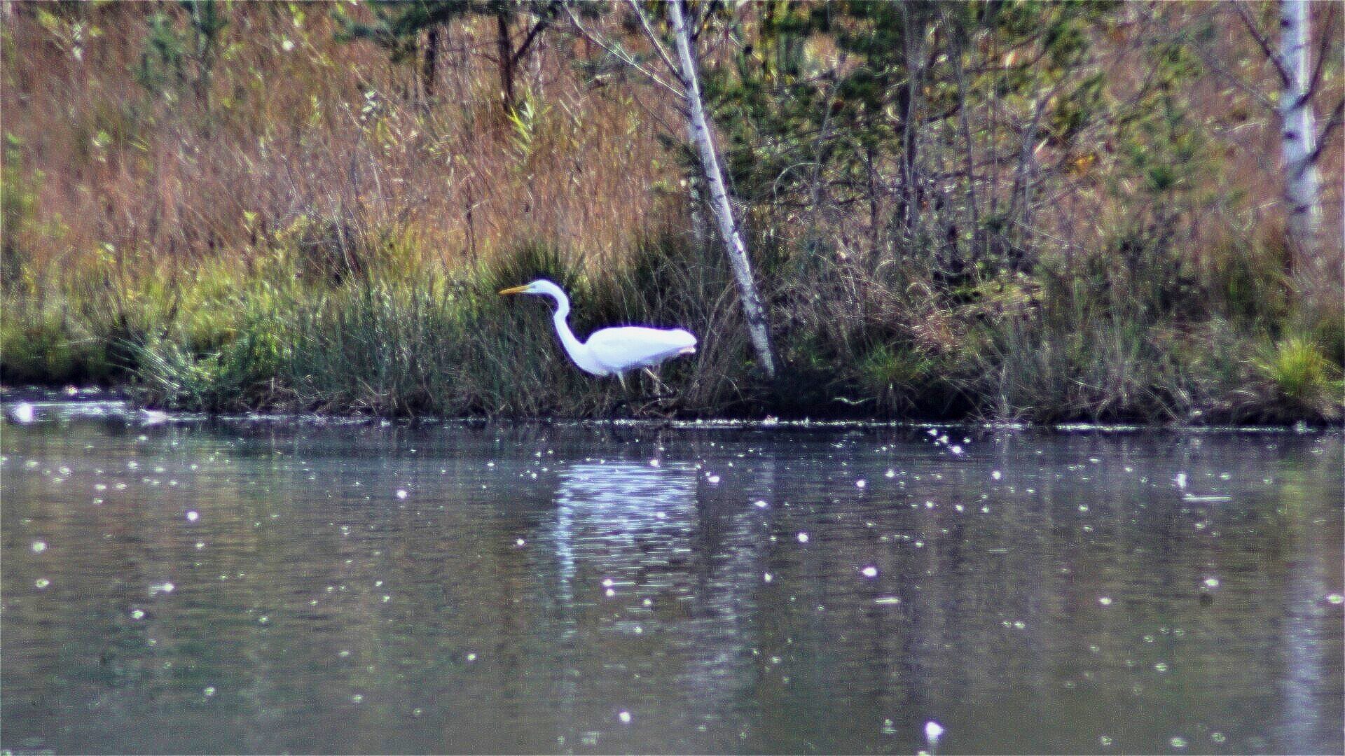 Silberreiher Ainringer Moos Silberreiher im Ainringer Moos