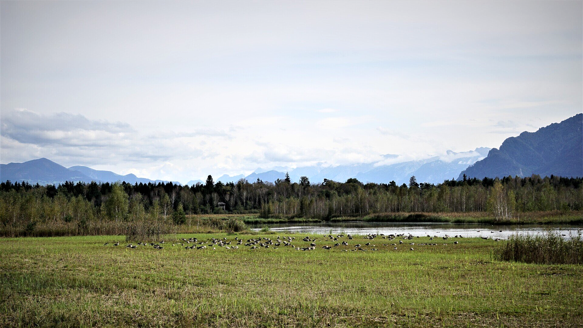 Landschaftsblick Ainringer Moos
