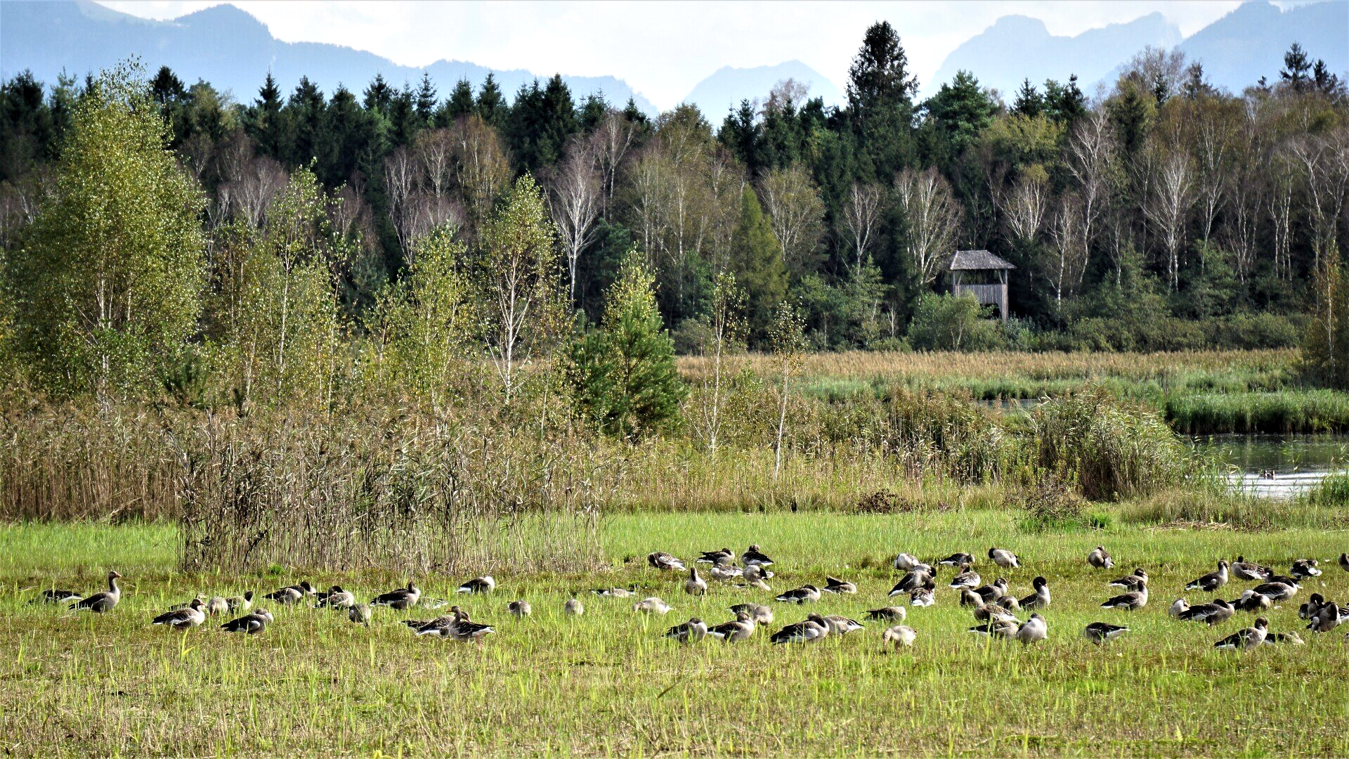 Wildgänse Ainriger Moos WIldgänse im Ainringer Moos