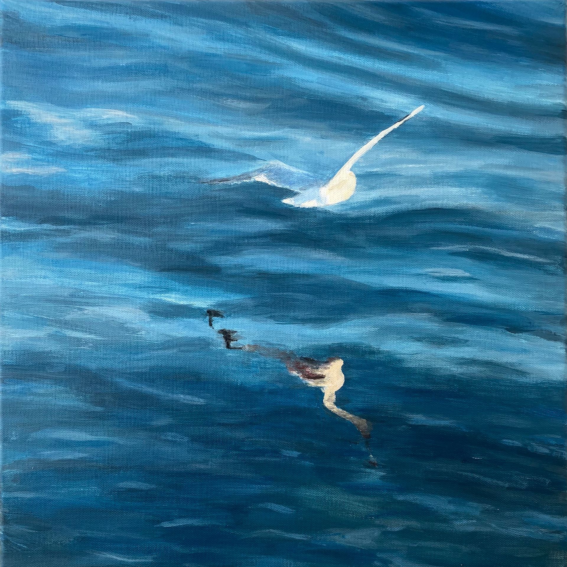 Möwe Spiegelung 40x40 cm