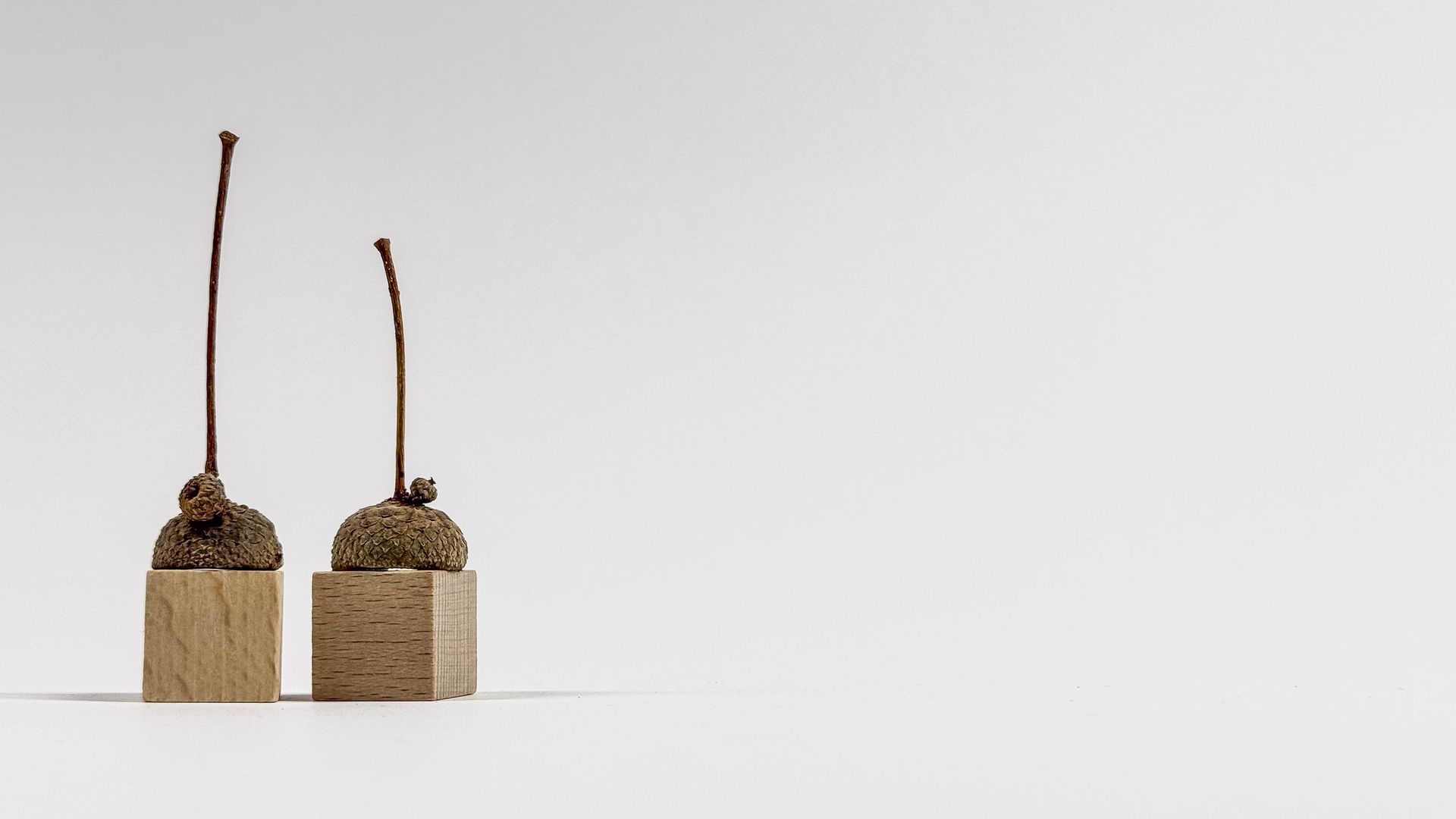 brigitte_borchers_eichelhuetchen_2