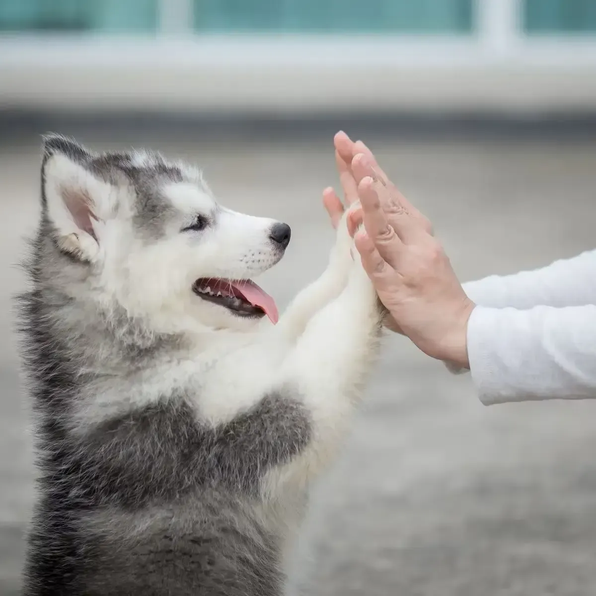 Building a relationship with your dog