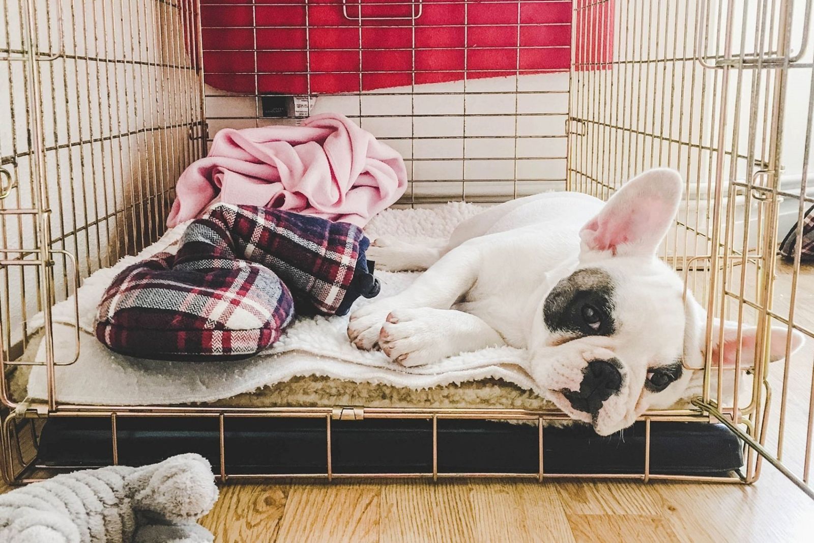 Crate training