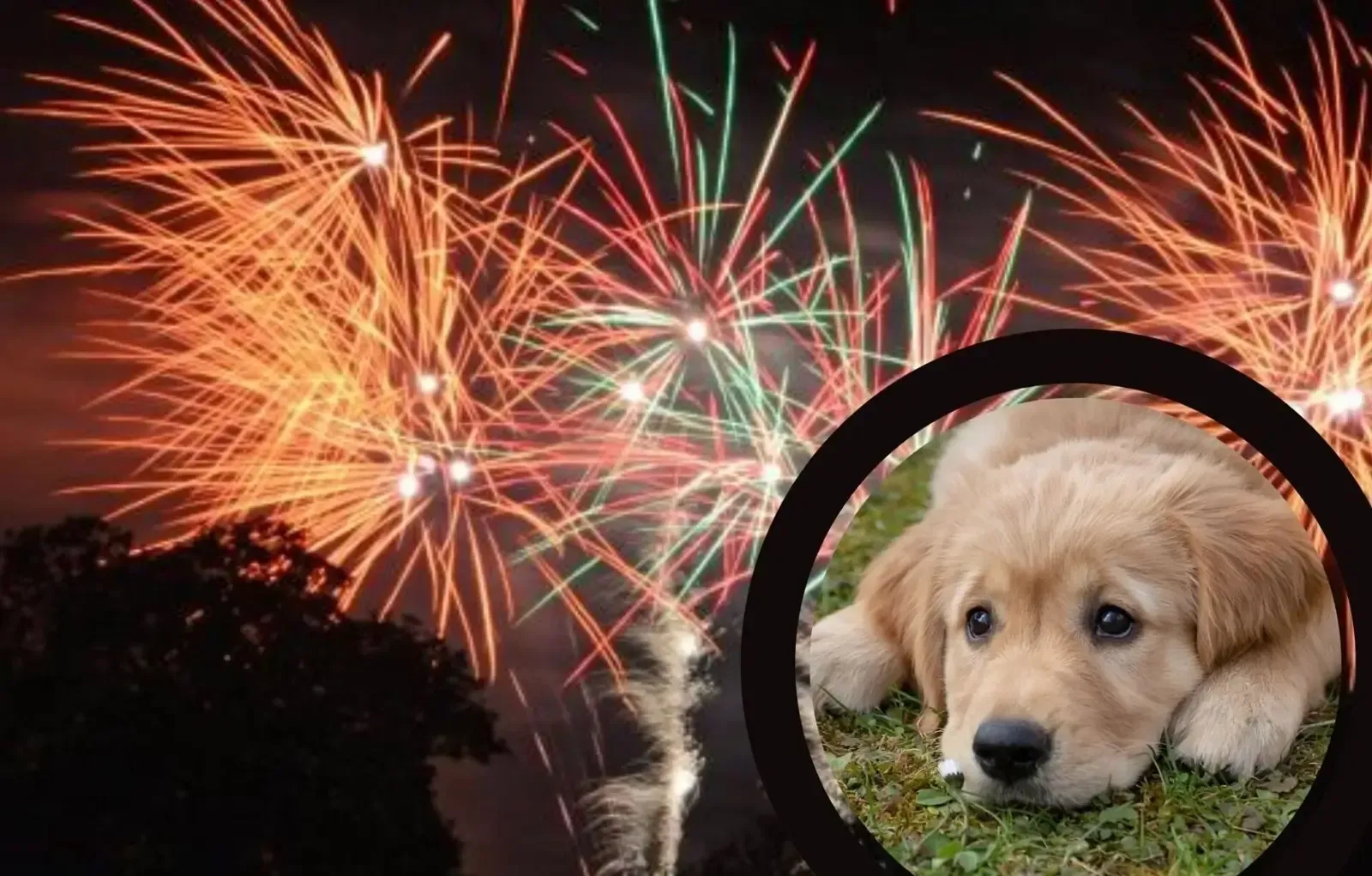 Dog and foreworks