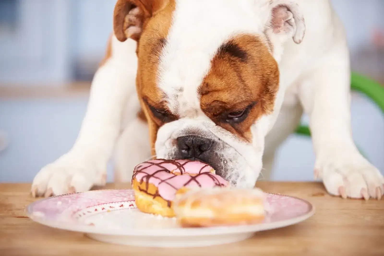 Dog eating foods containing yeast