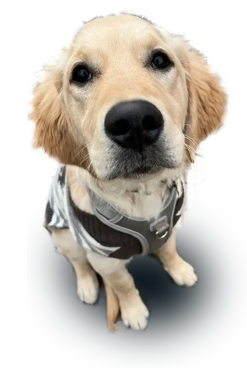 Puppy in training